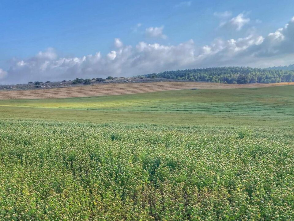 שפלה