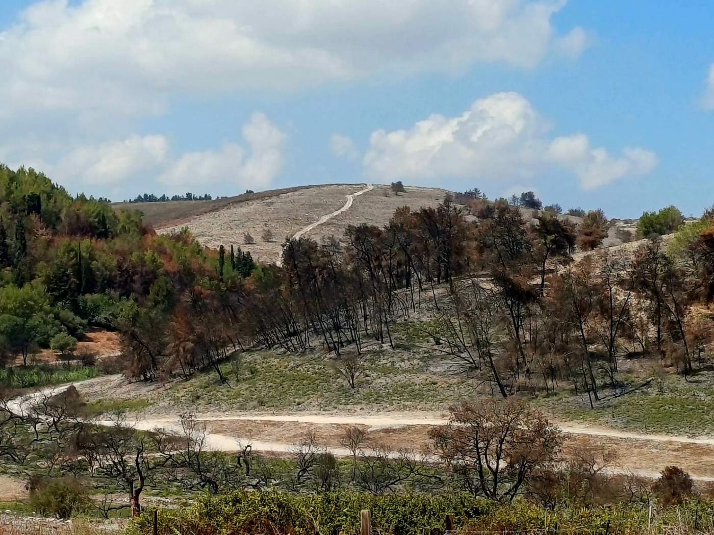 יער