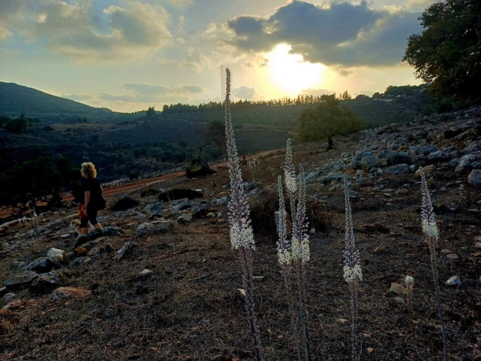 פרחים