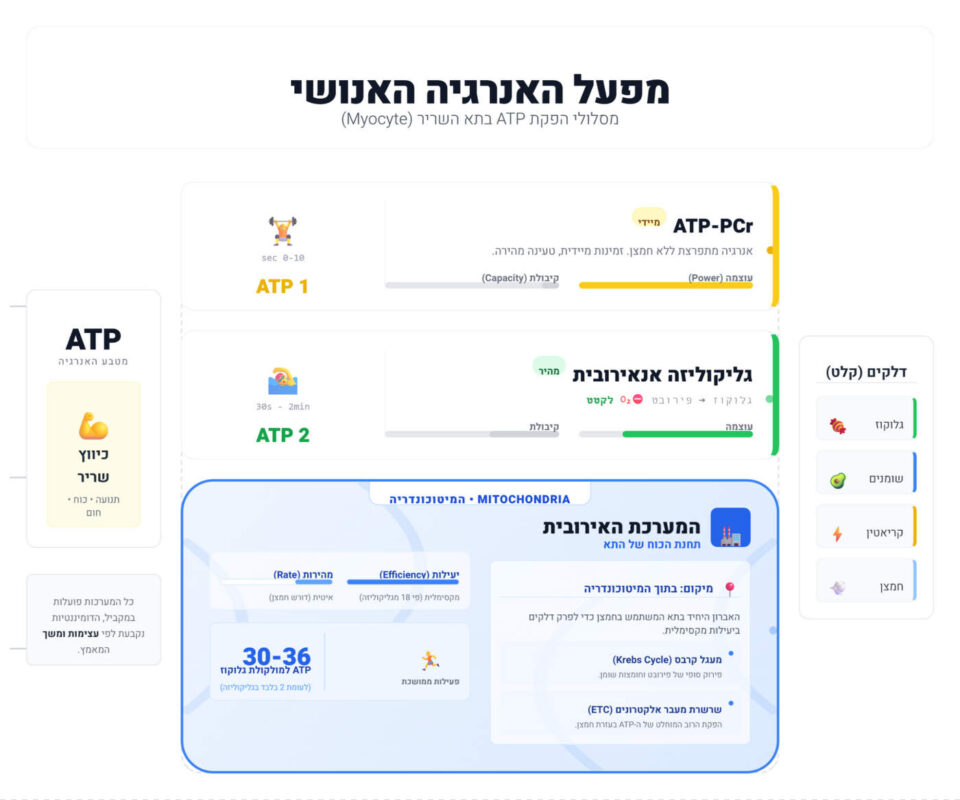 מיטוכונדריות